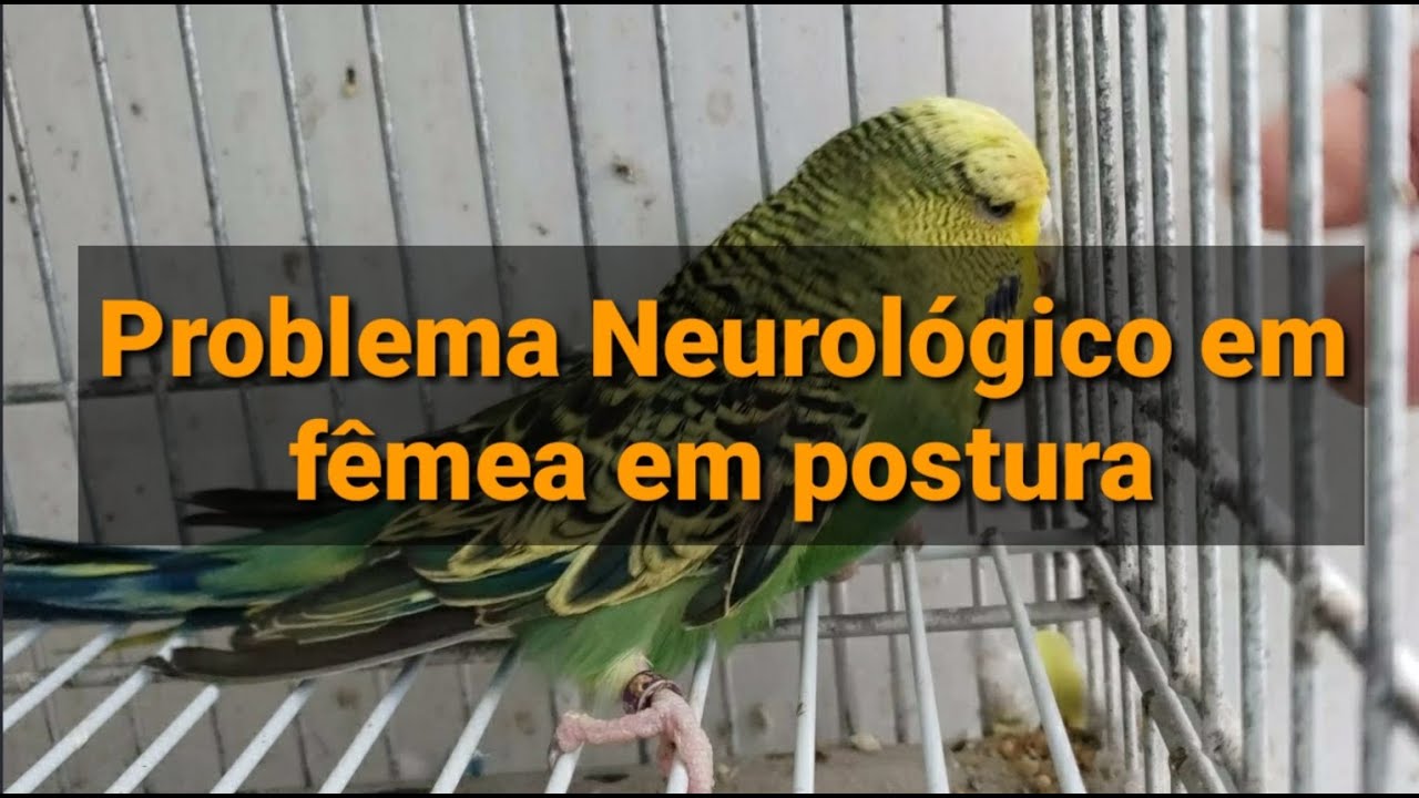 PROBLEMA NEUROLÓGICO EM AVE