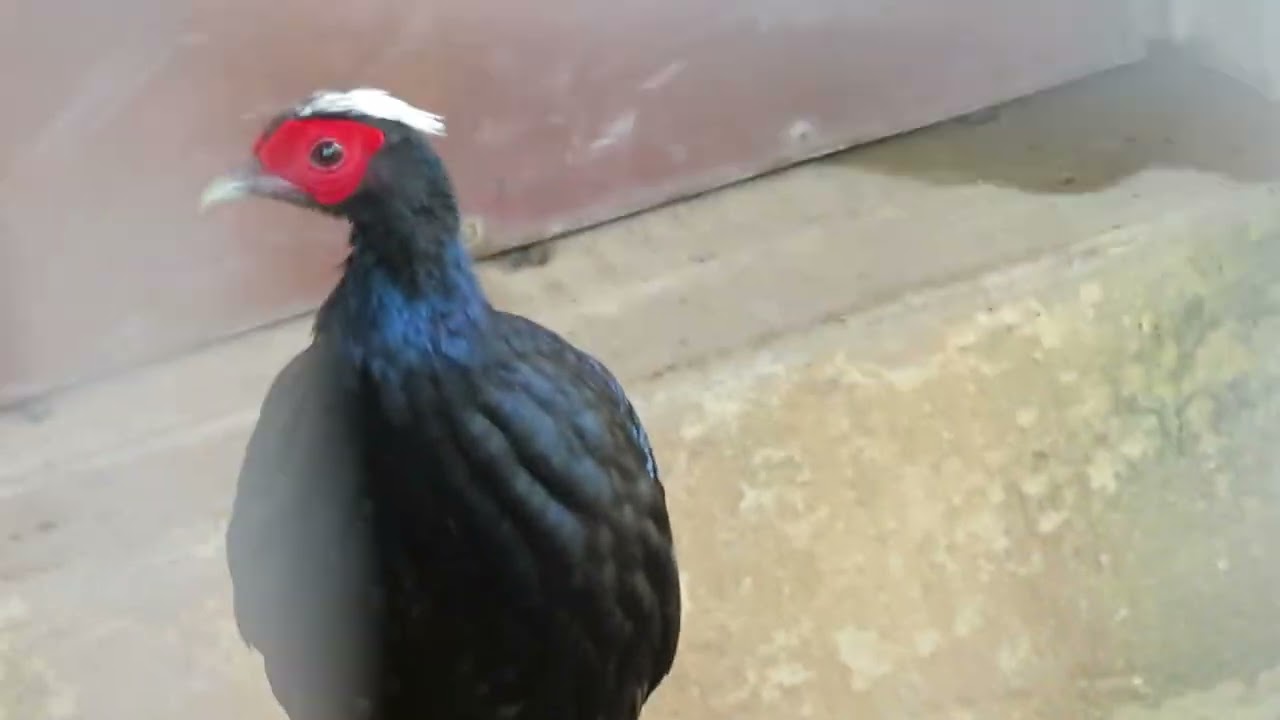 Gladys Porter Zoo Full Tour 2022: Part 2