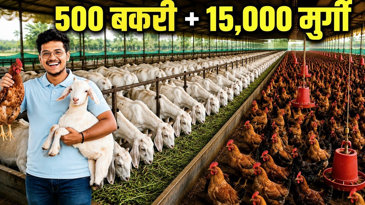 500 बकरी + 15,000 मुर्गी फार्म | Goat Farming में हुआ लाखों का नुकसान