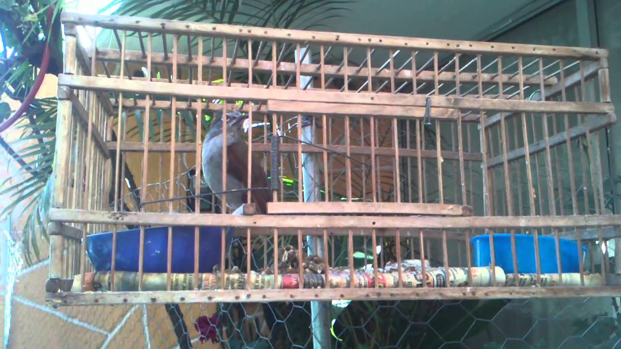 Jilguero cabresto G.