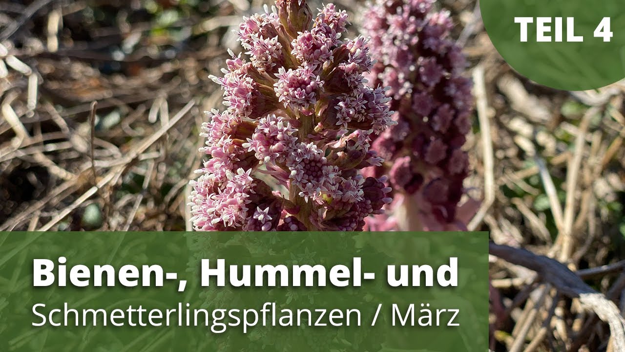 Bienen-, Hummel- und Schmetterlingspflanzen/März - Teil4