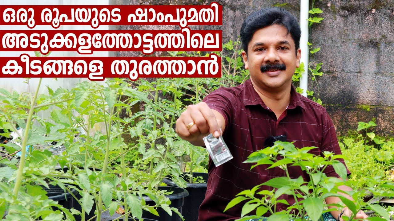 ഒരു രൂപയുടെ ഇത് മതി അടുക്കളത്തോട്ടത്തിൽ ഒറ്റ കീടങ്ങൾ വരില്ല | Best Bio Pesticide for Vegetables