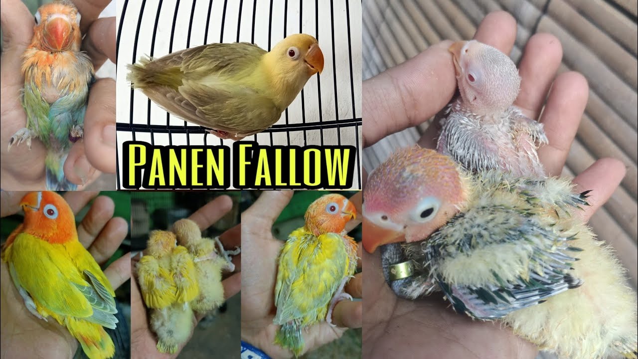 Waktu Nya Panen Anakan Lovebird