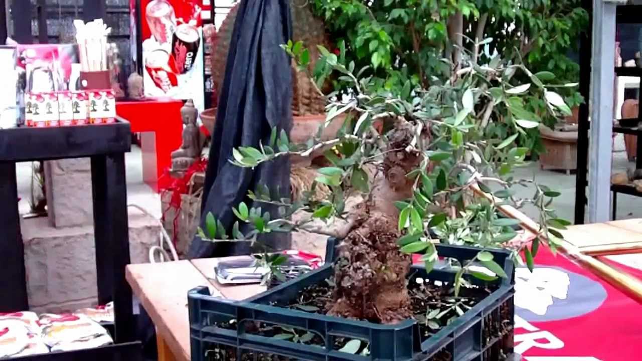 Mistral Bonsai - Alambrado Prebonsái Olea (1)