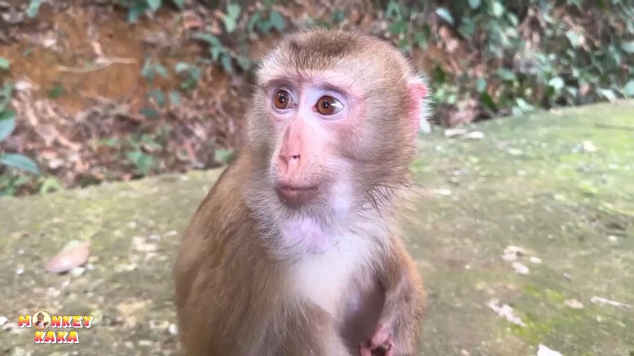 Is there any way to rescue Monkey Kaka and bring her back?
