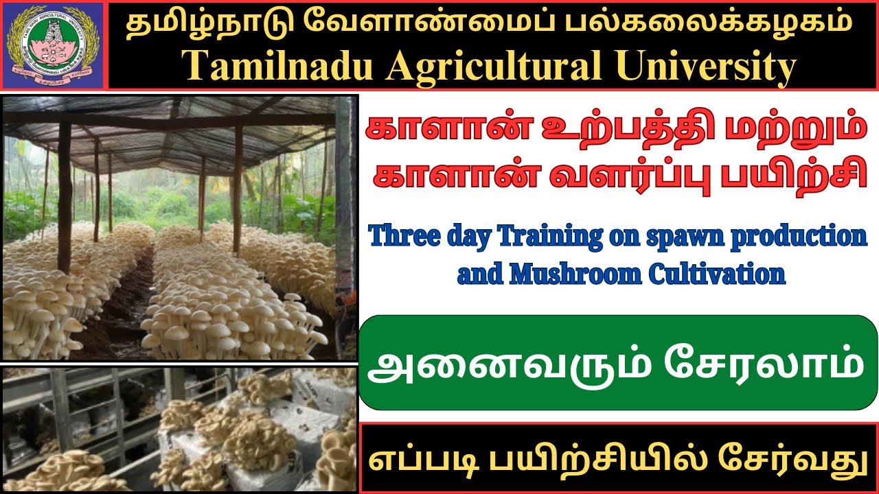 Mushroom Production and Mushroom Cultivation Training | Tamilnadu Agricultural University