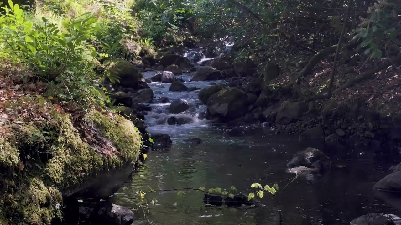 Springtime on a tributary stream of Lough Corrib