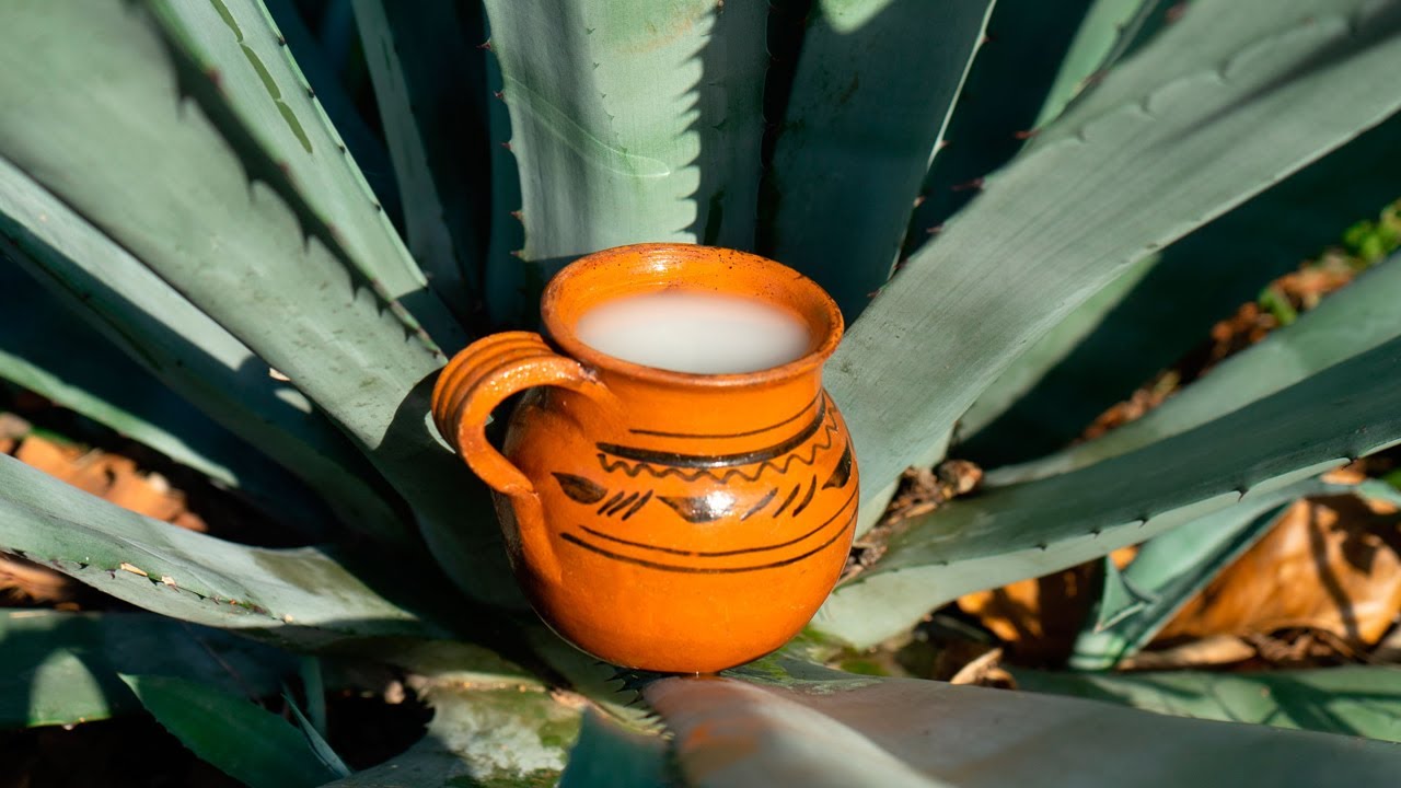 Cient&iacute;ficos del IPN descubren propiedades en el pulque, podr&iacute;a ayudar a combatir el c&aacute;ncer