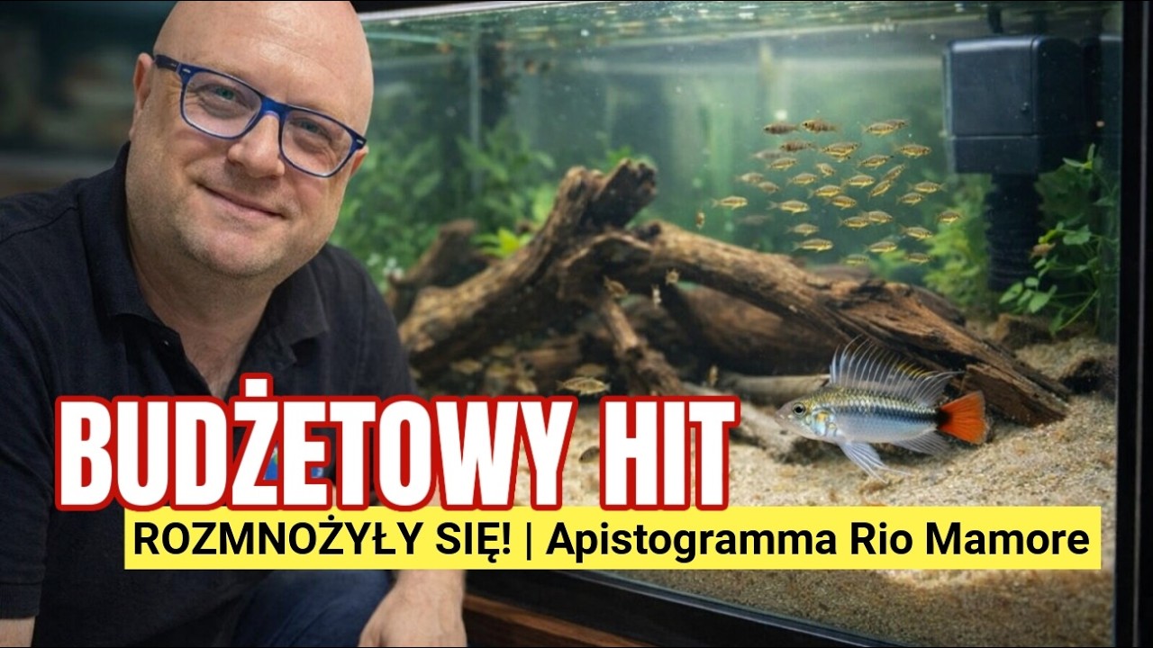 Дешевое аквариум | Аквариум из вторичного сырья против рыб [Корма Tropical]