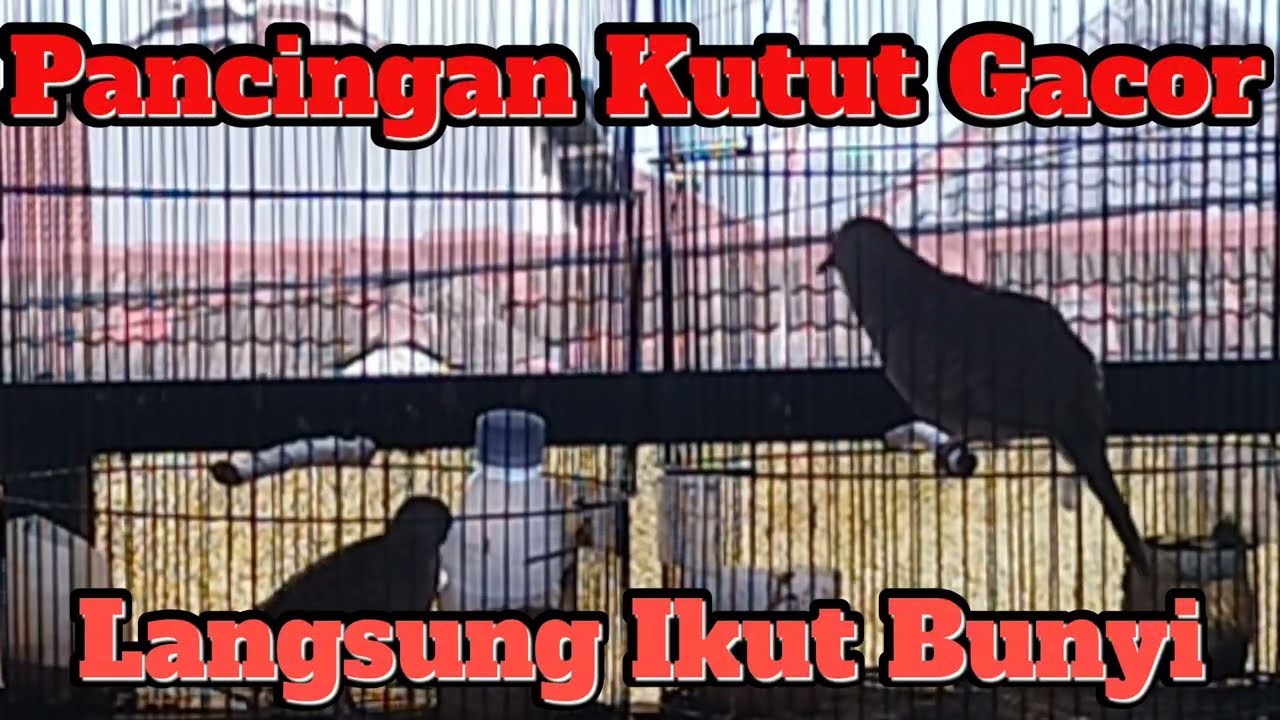 Pancingan Kutut Manggung Langsung Nyetrum Ikut Bunyi 