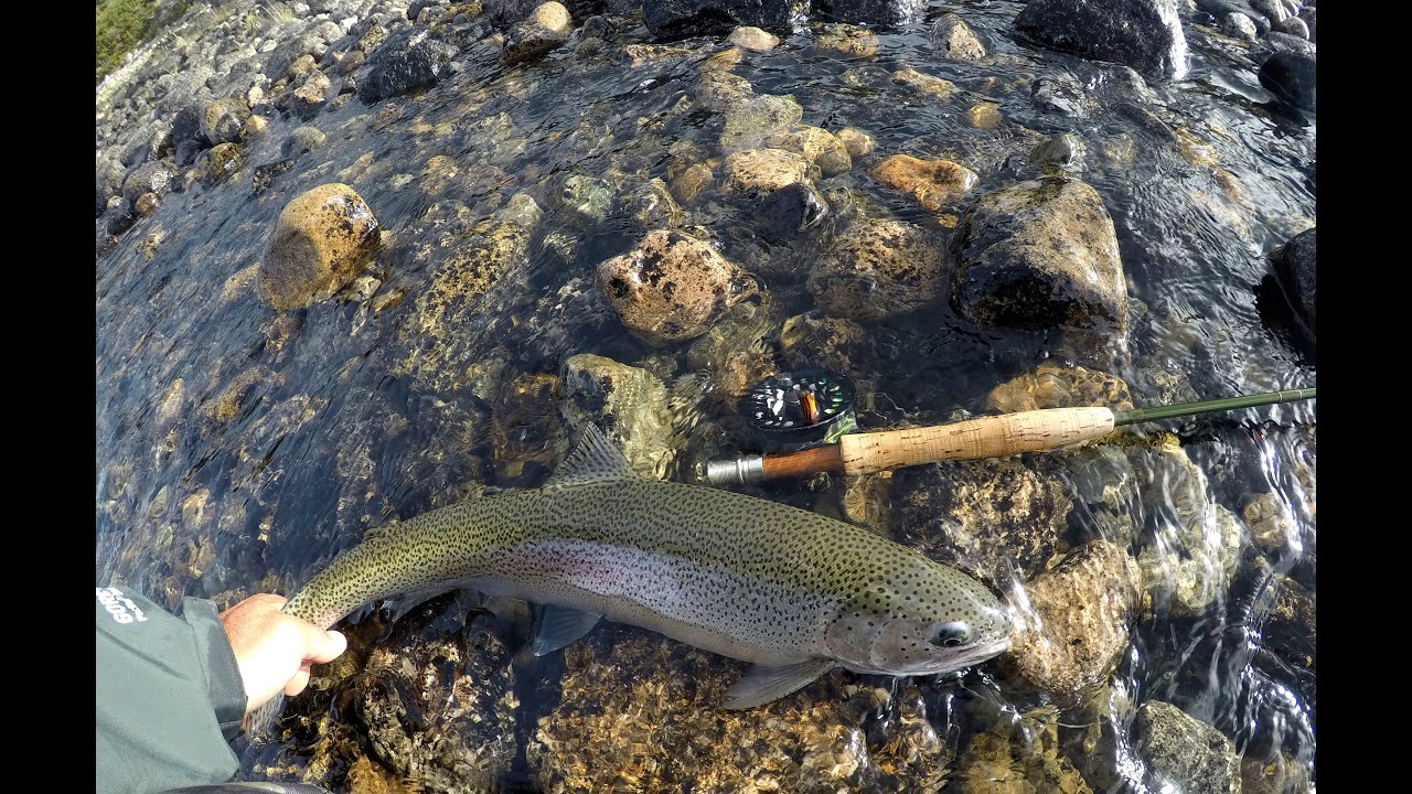 PESCA CON MOSCA EN RÍO PICO. 2021