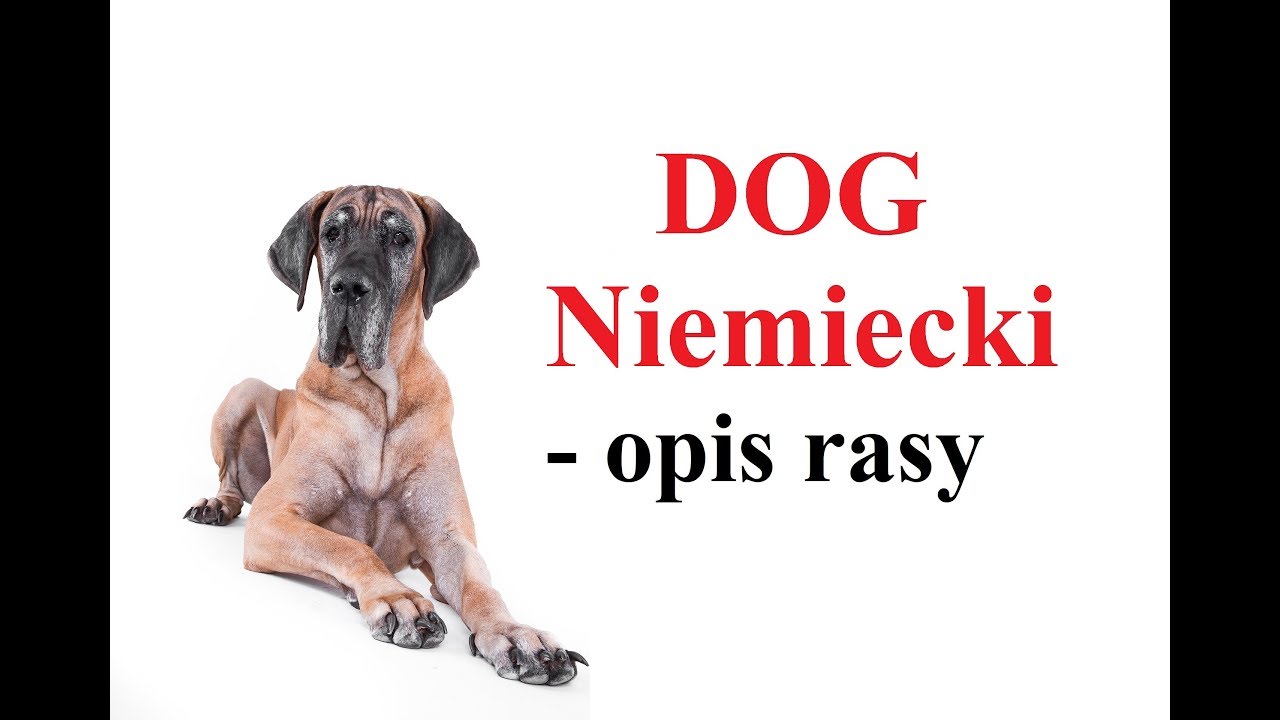 DOG NIEMIECKI - opis rasy - charakter, zdrowie, zalety i wady