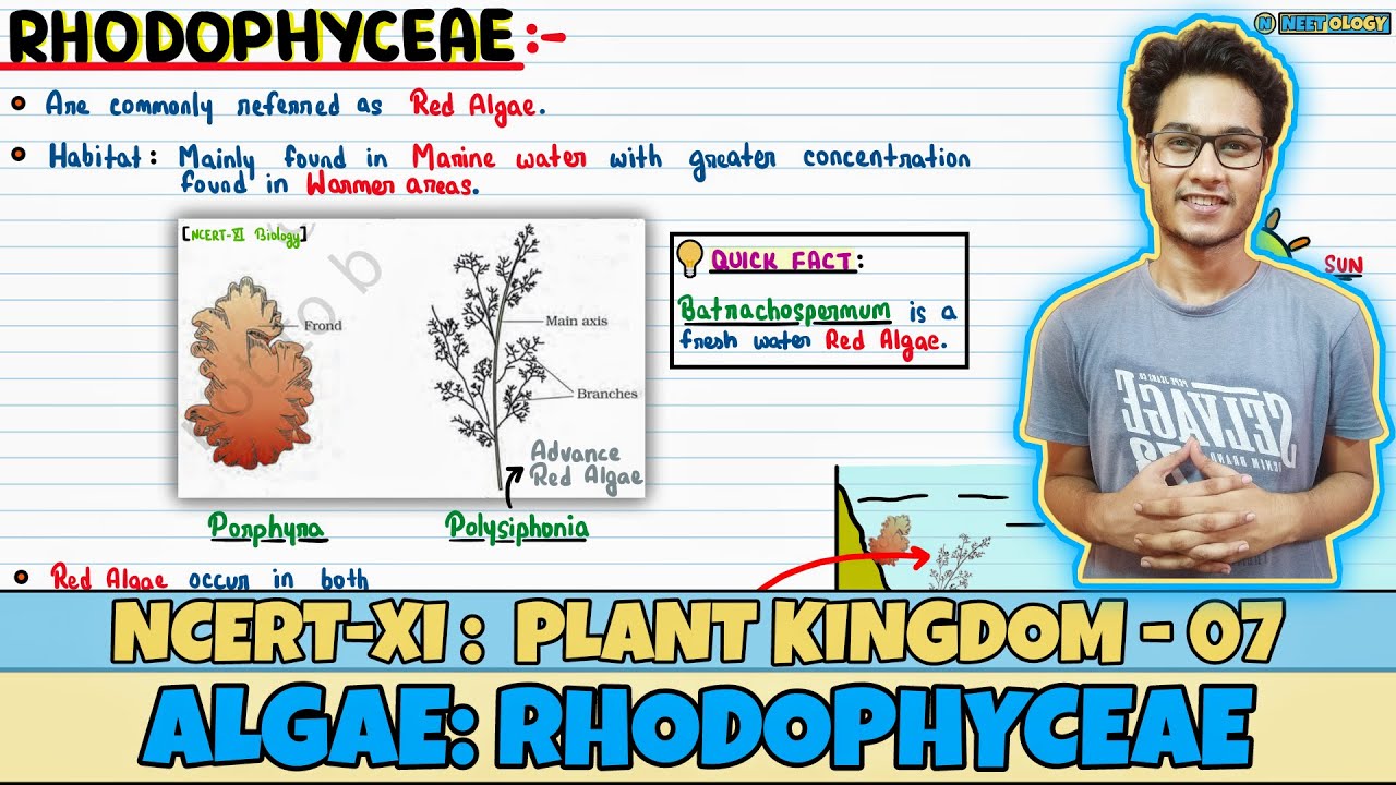 Plant Kingdom| Lec 7- Algae: Rhodophyceae| Class 11| NEET| Neetology
