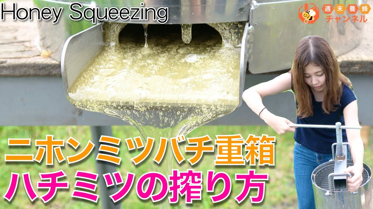 ハチミツの搾り方【ニホンミツバチの重箱からハチミツを圧搾する方法】