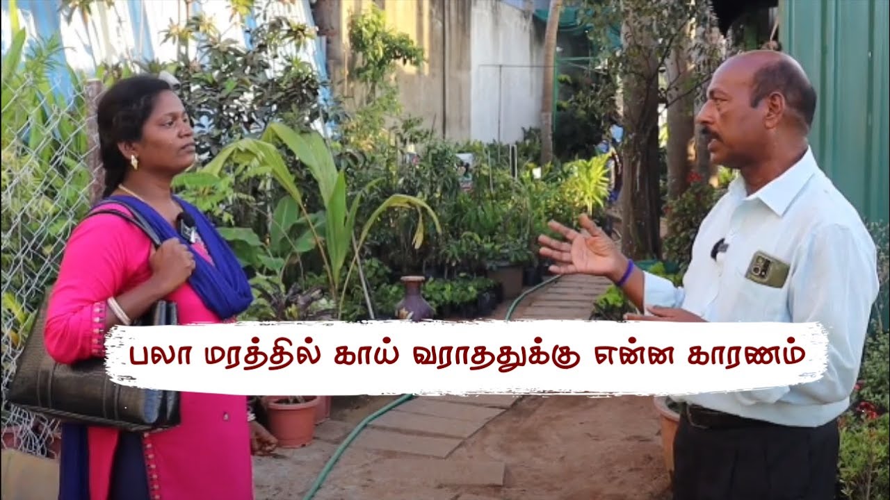 என்னது நிழல் பலா மரத்துக்கு ஆகாதா😱 பலா மரம் வளர்ப்பு | Get More Fruits From Your Jackfruit Tree 😊