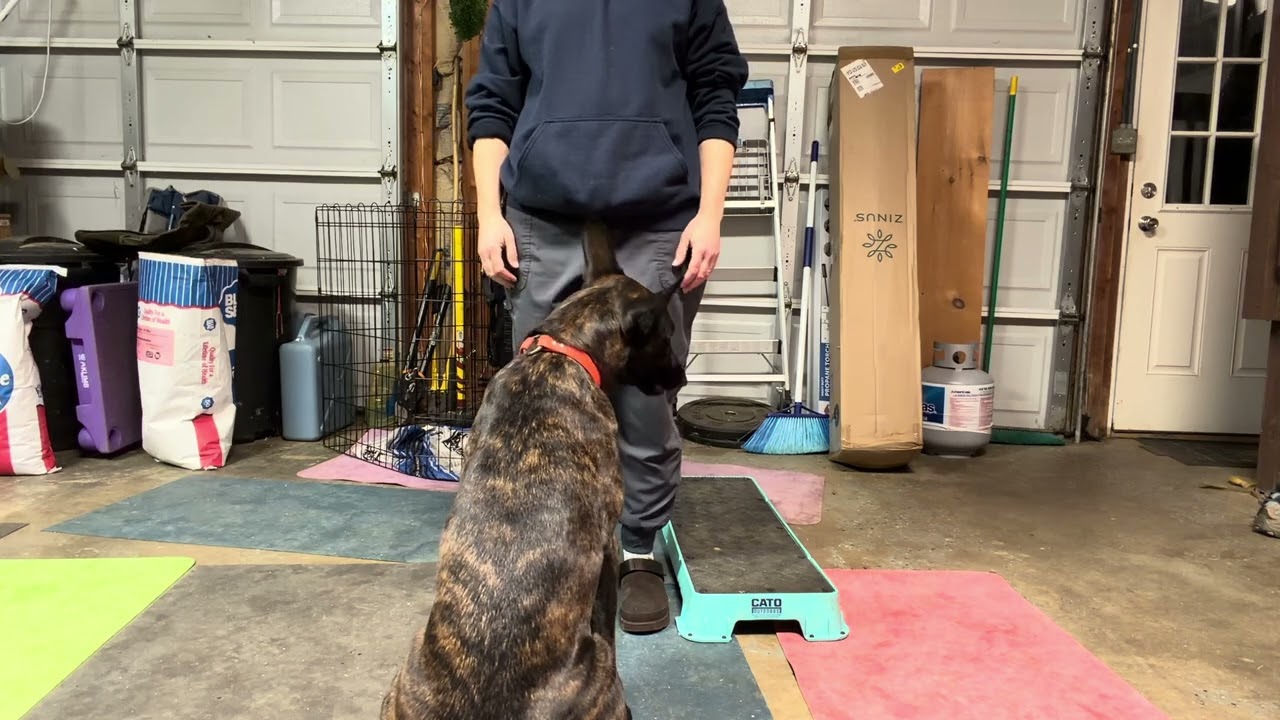 Sigyn shake and heel with no treats in hand