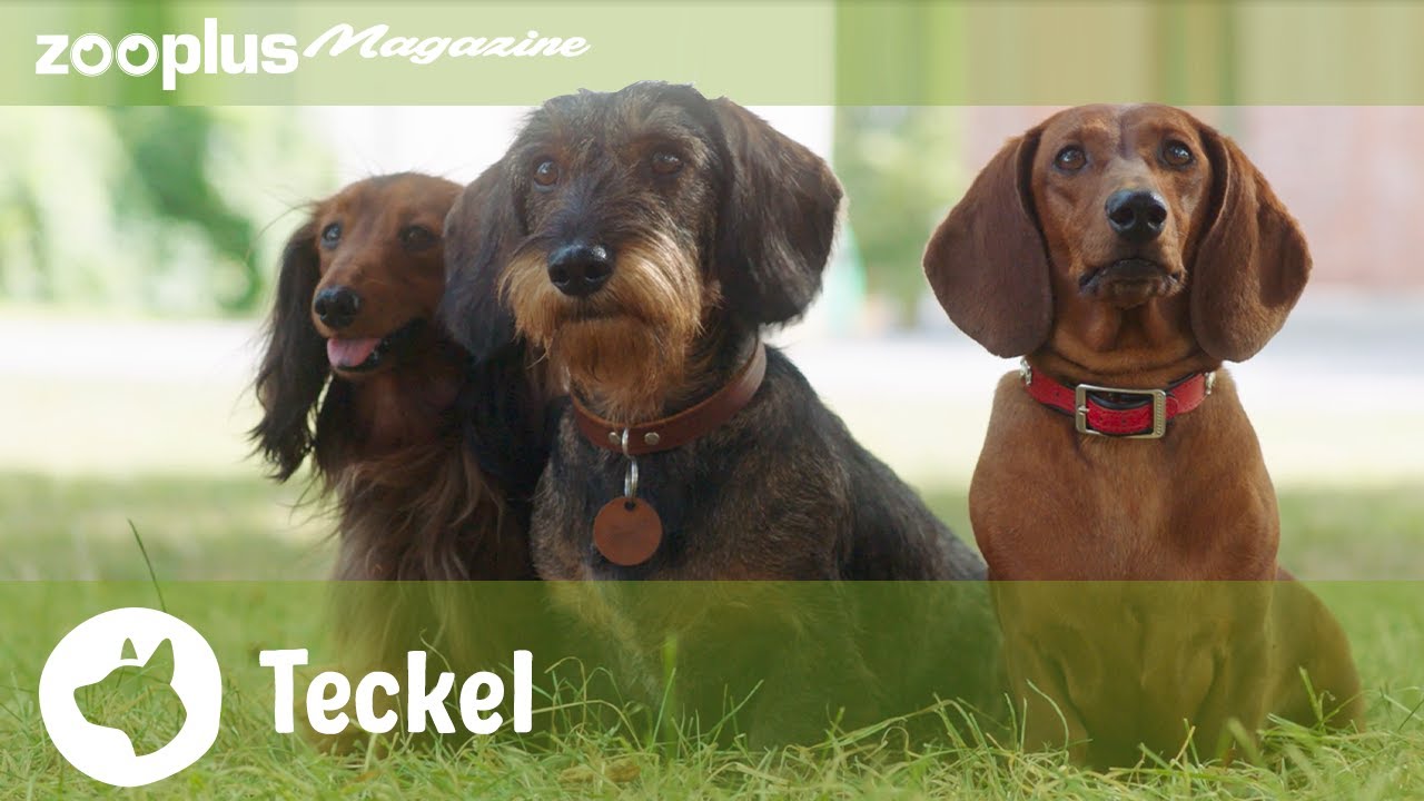 Teckel rasportret: alles wat je moet weten over de cult hond