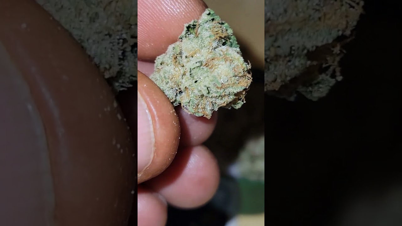 White Walker OG cultivated by Cannabiotix (CBX)