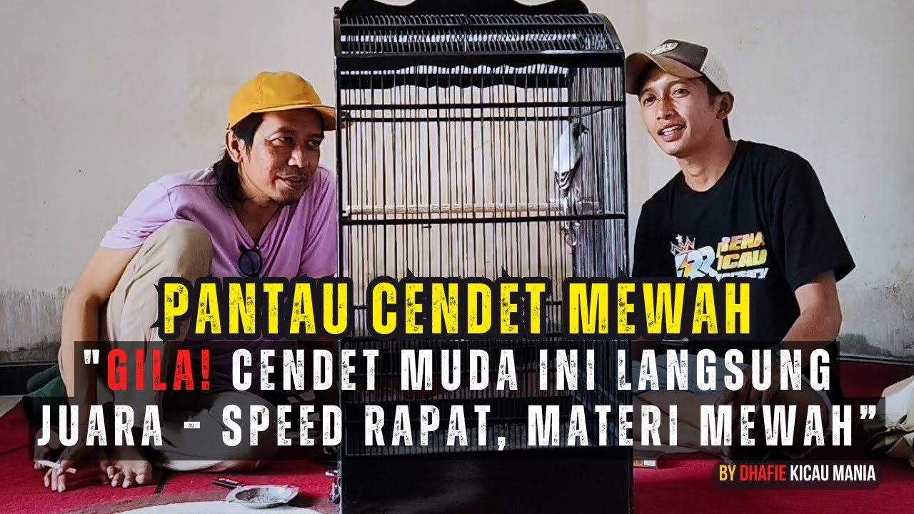 Cendet Muda Gila Ini pasti Bikin Juri Takjub – Materi Lengkap & Speed Ngebut | Auto Koncer Terbaik.