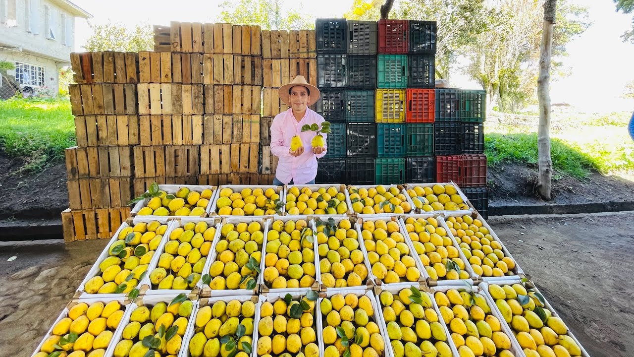 Huerta de Peras | Fruta de temporada cerca de la montaña | Más de 11 mil 363 toneladas