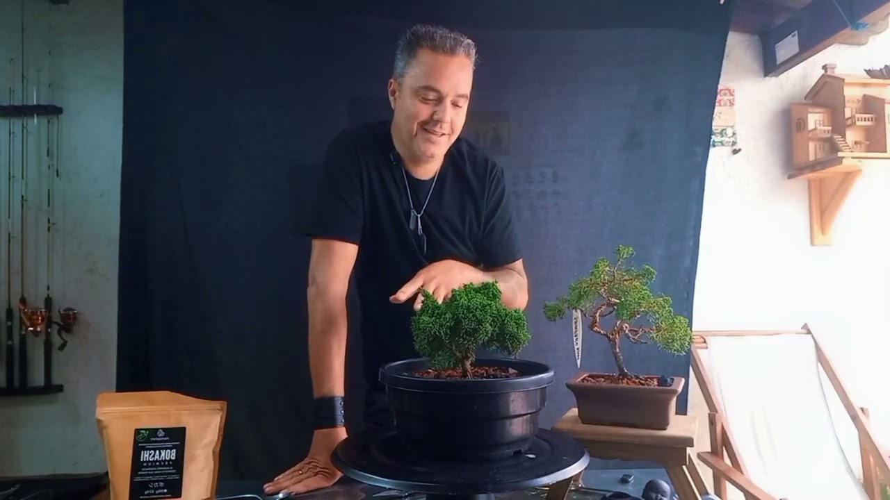 Bonsai juníperus chinensis (Shimpaku kishu) poda,dicas. @wanderramos 