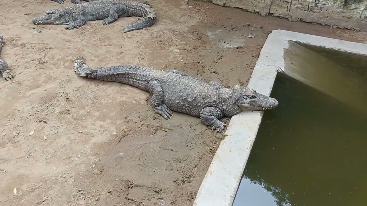 Crocodile Park 🐊