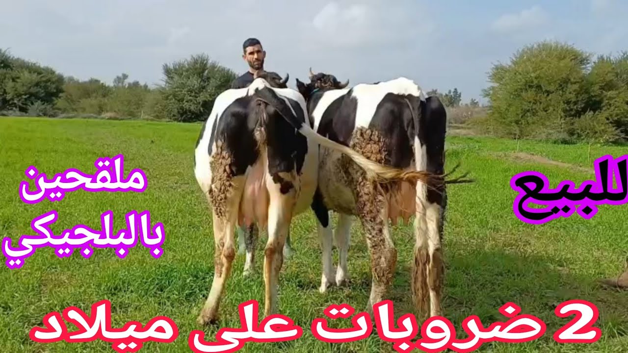 تباااارك الله💫2 ضروبات على ميلاد ملقحين بالبلجيكي 06.15.86.28.07📞 ألو سي واليد نواحي الغرب🇲🇦 