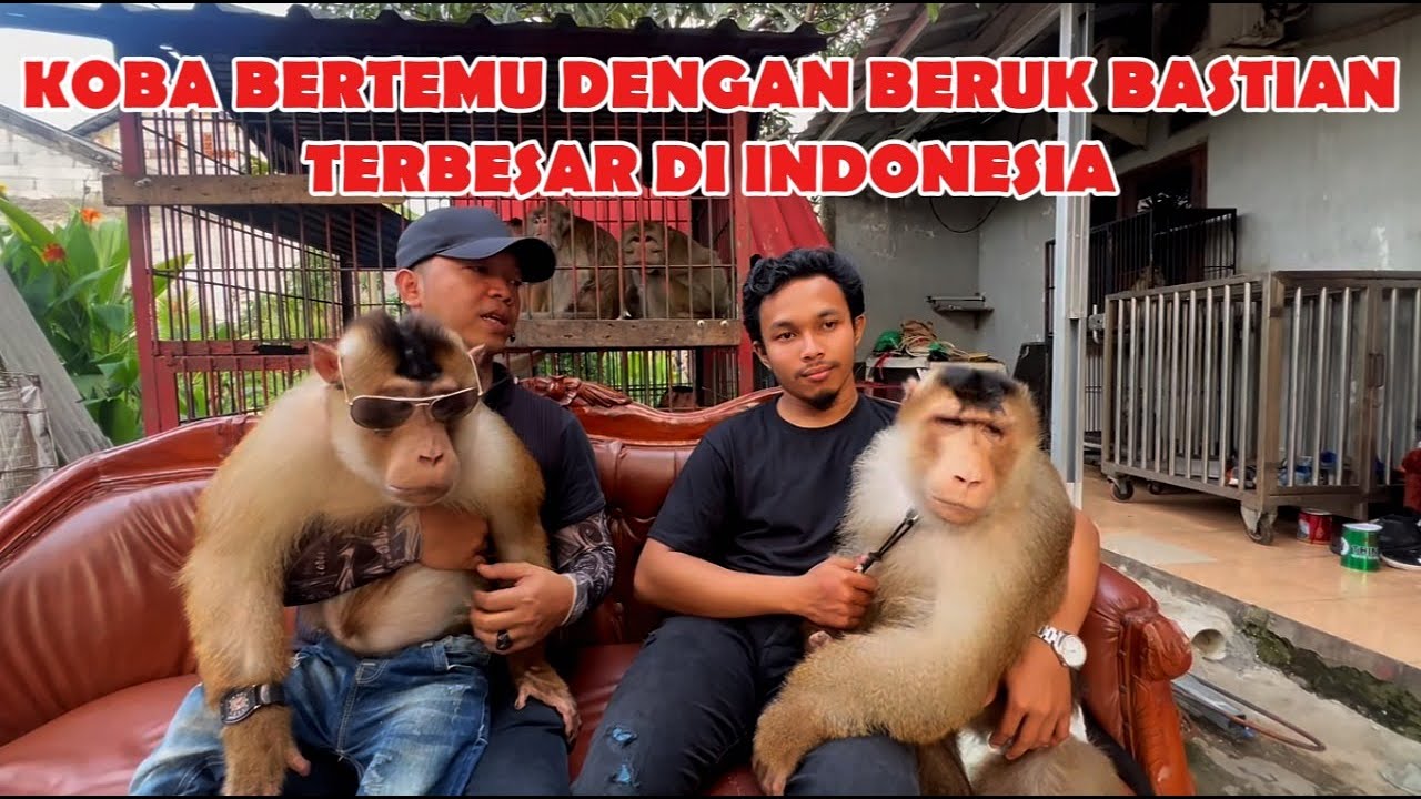 BASTIAN BERUK JUMBO TERBESAR DI INDONESIA DI GREBEK KOBA BERUK DAN TAMPAN #viralvideo #video #fyp