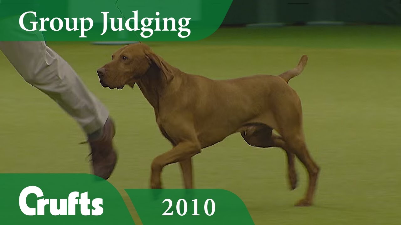 Hungarian Vizsla wins Gundog Group Judging (Again!) at Crufts 2010 | Crufts Dog Show