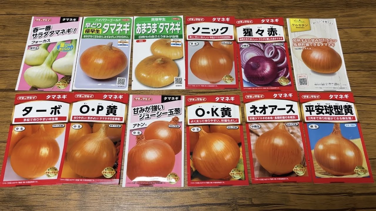 【玉ねぎ栽培】品種選び種まき時期を間違うと失敗します！とう立ちしない、作りやすい品種はコレ！　22/8/8