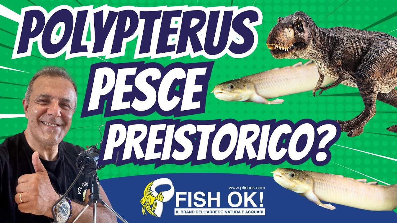 🦖 Il PESCE PREISTORICO che puoi tenere in casa! 🦖 | Polypterus Senegalus