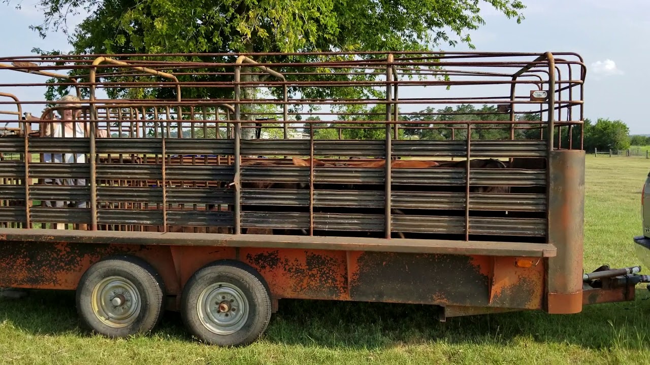 Ralph and Knellen loading up the calves to take to market.