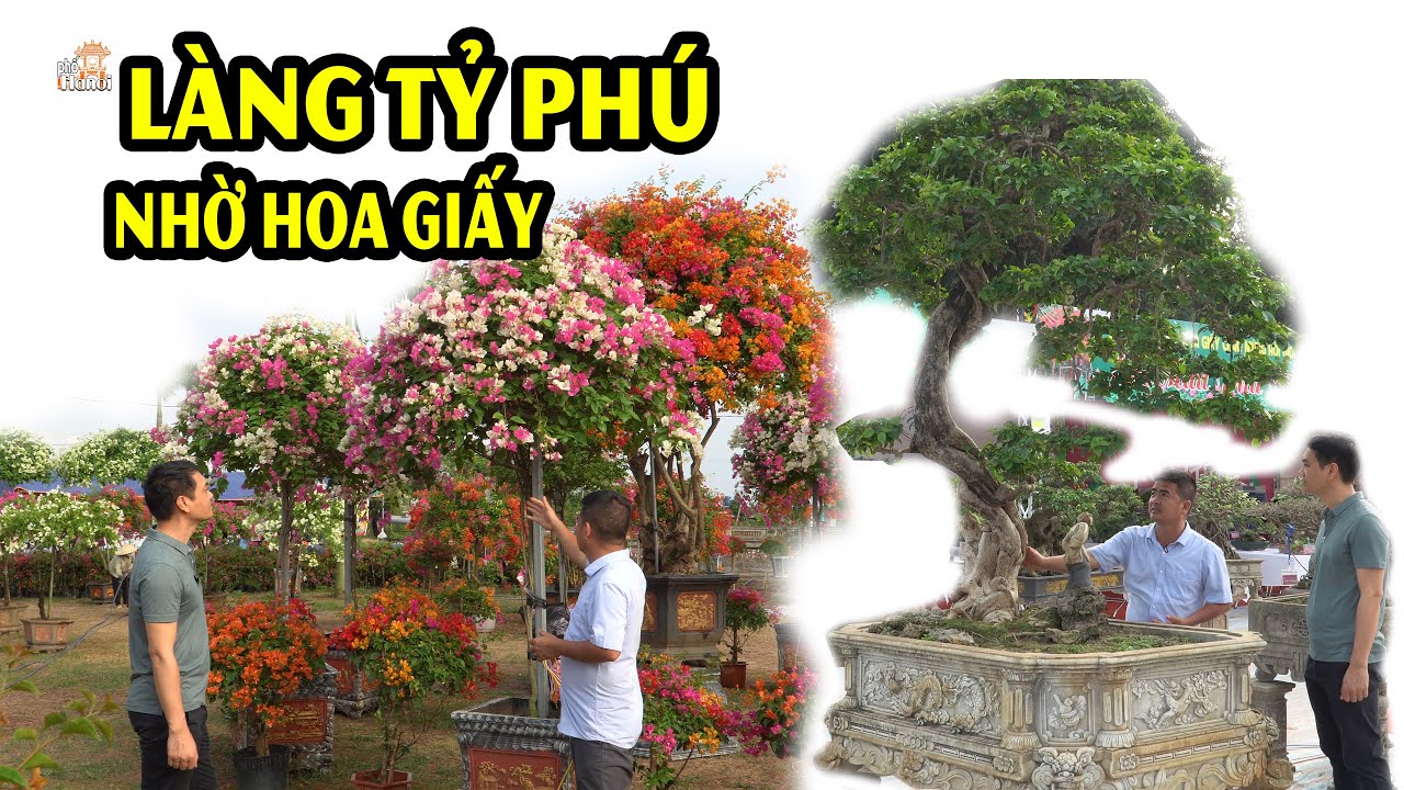 Trồng Hoa Giấy thành tỷ phú tại làng nghề Phù Đổng Gia Lâm Hà Nội #hnp