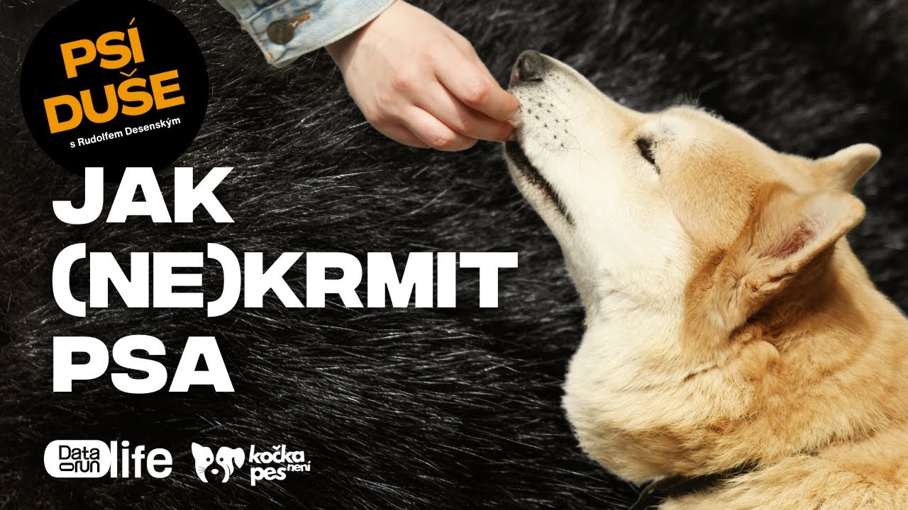 Granule vs. BARF: Co je pro vašeho psa opravdu nejlepší?