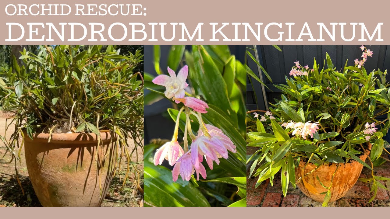 Orchid rescue: Dendrobium kingianum!!
