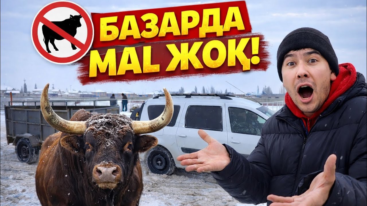 МЕТАН ЖОҚ! МАЛ ЖОҚ😱 29-ЯНВАР 2026 ХАЛХАБАД МАЛ БАЗАРЫ 