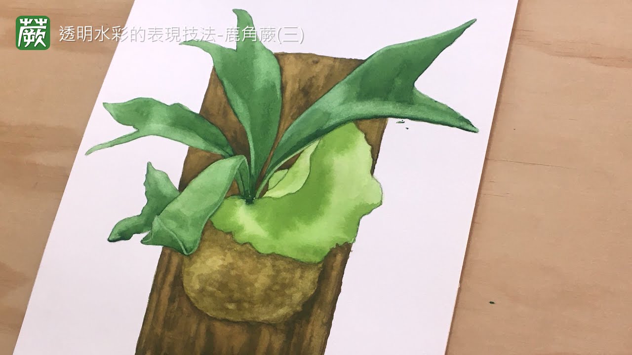 10蕨類植物的科學繪畫_透明水彩的表現技法_鹿角蕨三