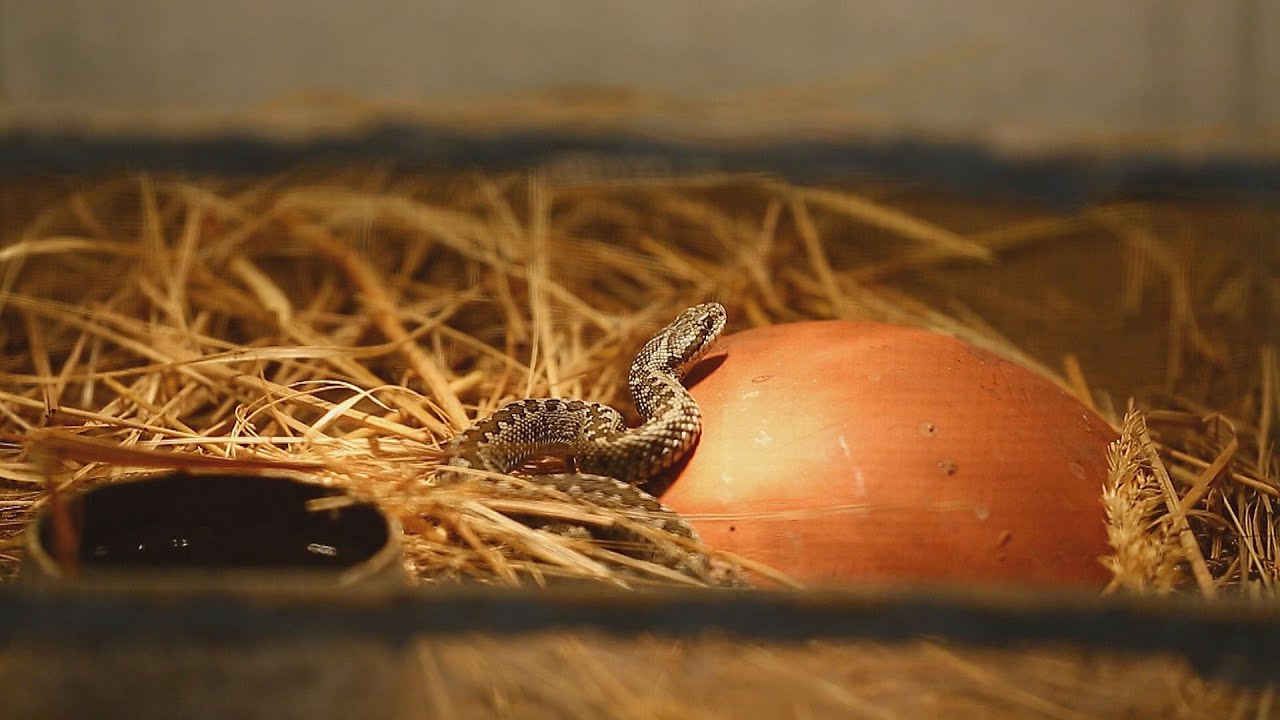 M5 TV – Egy igazán ritka hazai faj: a rákosi vipera – 2023/29. adás – 2023.07.23.