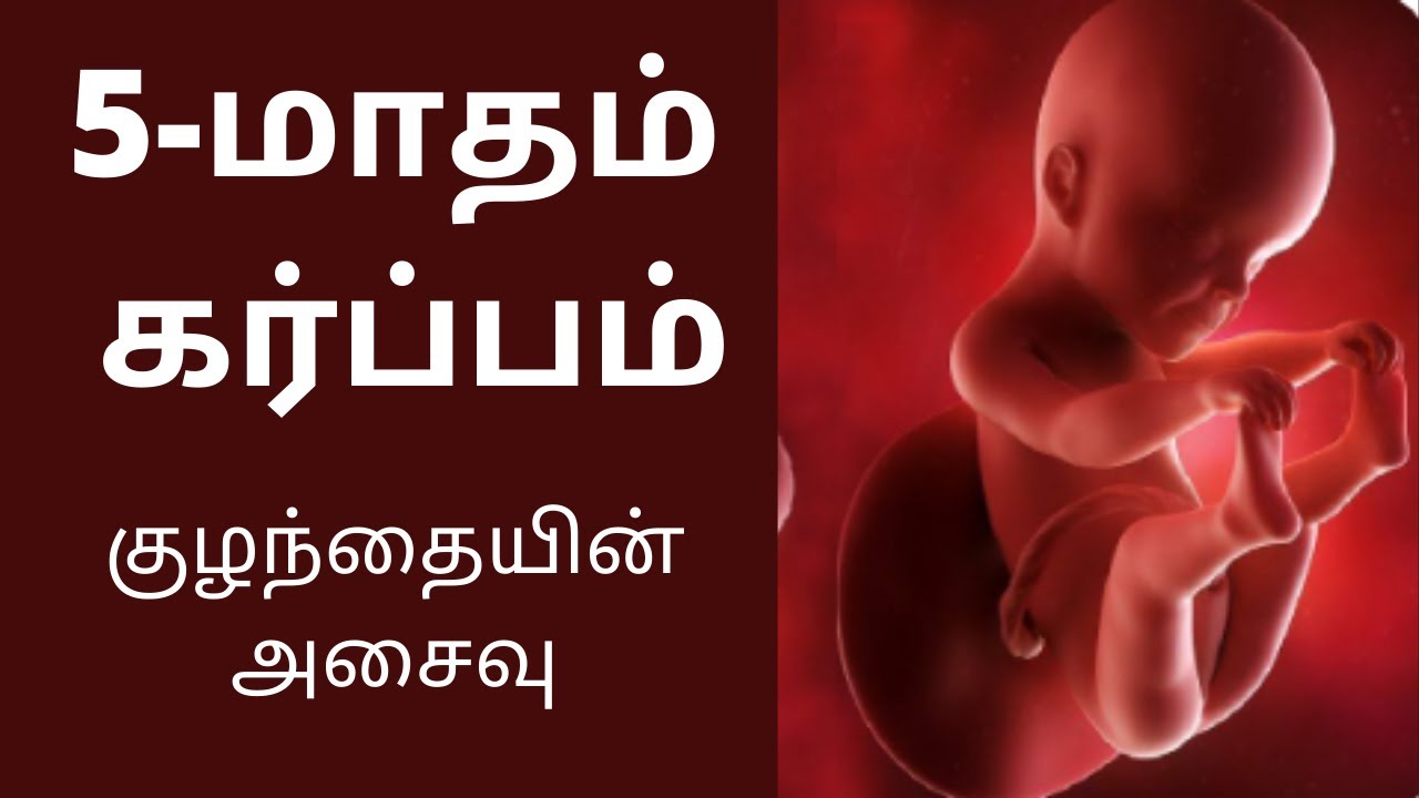 5-month pregnancy in Tamil |5th Months Baby Developments in Tamil | கர்ப்பம் மாதம் 5 |16 to 20 Week