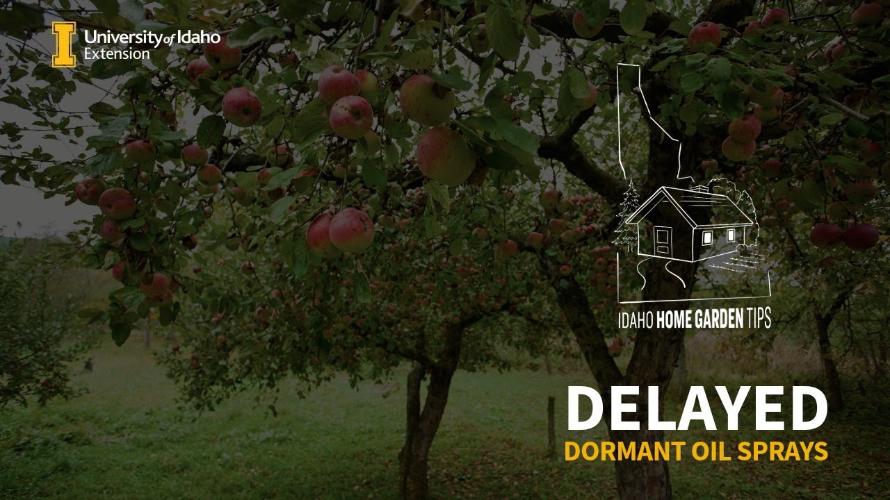 Delayed Dormant Oil Sprays - When, Why & How