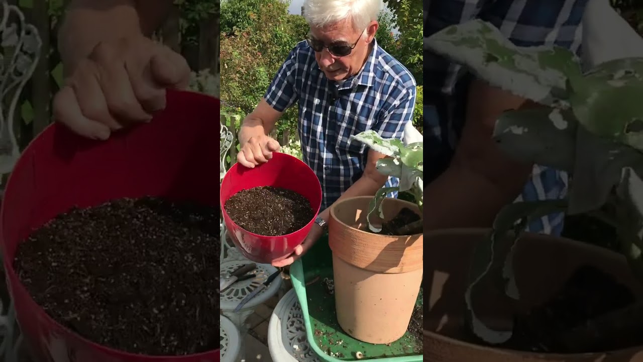 #КрыльяАнгела спасают мои растения зимой