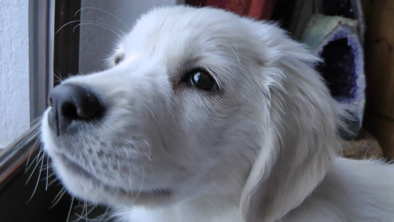 Golden Retriever Puppy Henry - 10 Weeks old