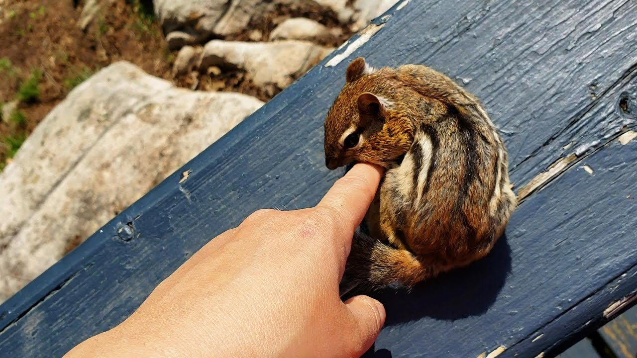 나의 첫 야생 다람쥐 쳐키 이야기 The Story Of Chucky: My First Wild Chipmunk Friend