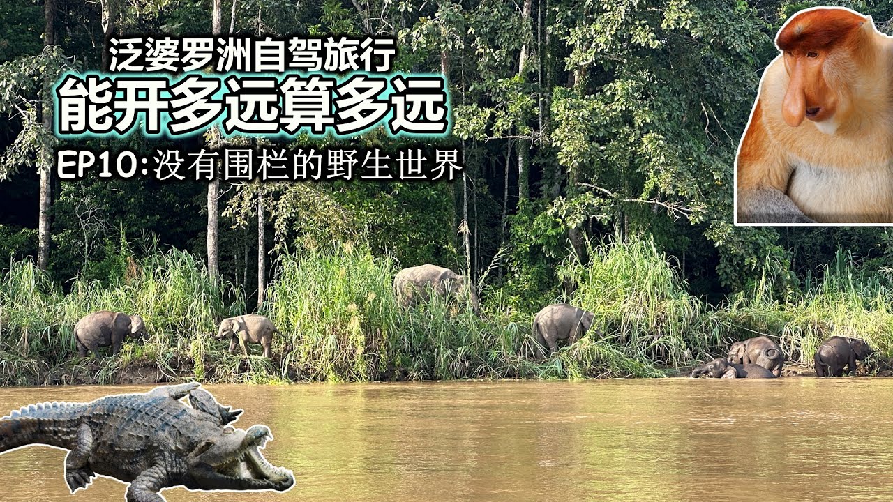 🇲🇾马来西亚最野雨林！京那巴当岸3天2夜巡河4次，亲眼看到大象和鳄鱼！Kinabatangan River、Borneo Natural Sukau Bilit Resort
