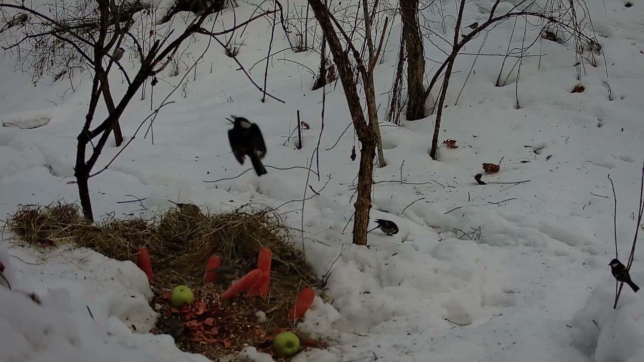 Daylong Bird Activity, Chernihiv, Ukraine, 27.02.2026