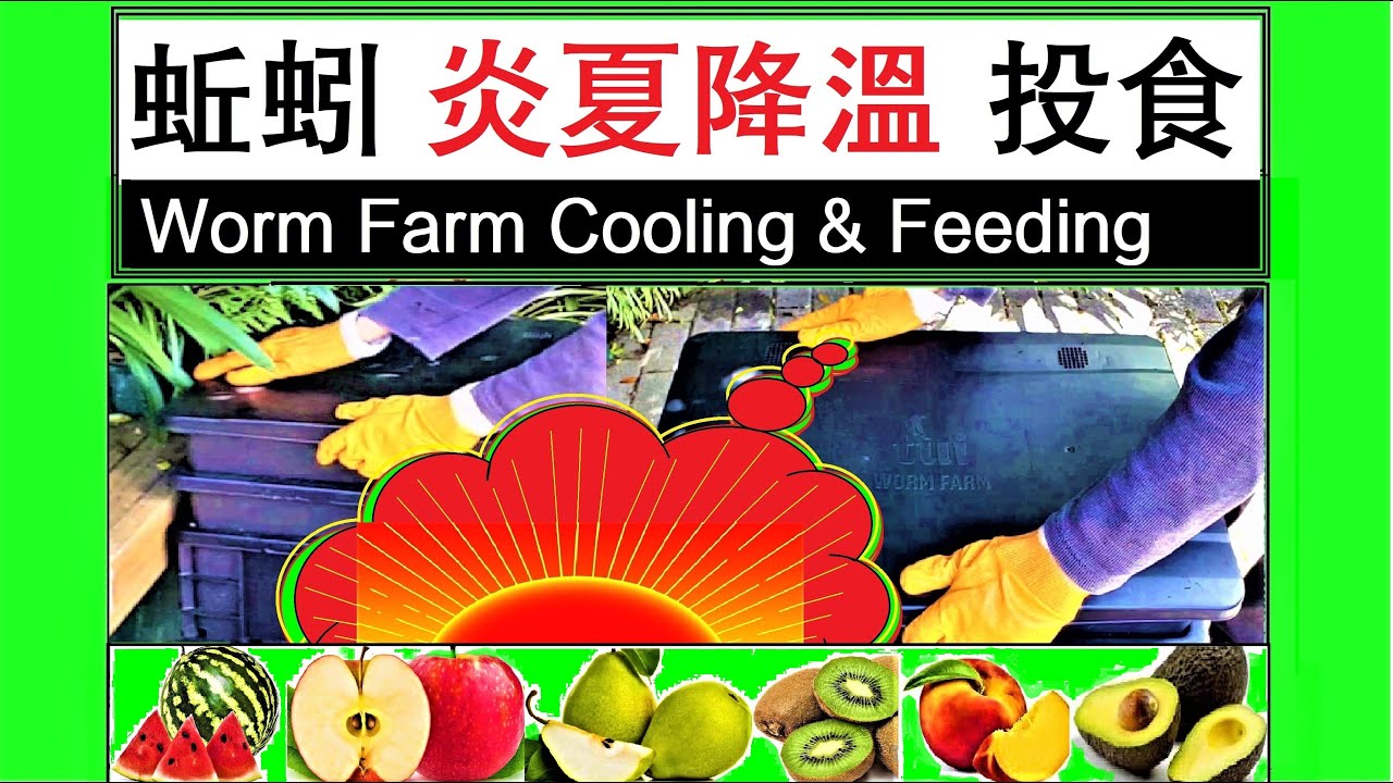 蚯蚓箱如何夏日降温？如何大块投食？蚯蚓农场蚯蚓堆肥【种植-10】Worm farm worm bin summer cooling and feeding