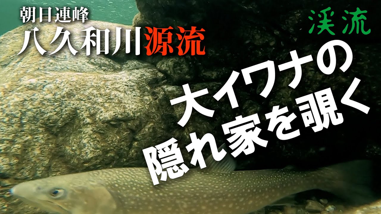 八久和川源流／大イワナの隠れ家を発見［ルアー＆テンカラで呂滝を目指す］Beautiful mountain stream fishing in Japan!