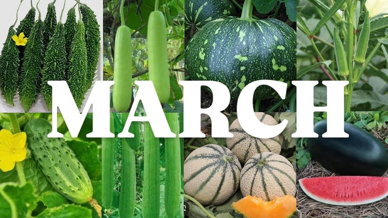 Vegetables to be grown in MARCH | Best Fertilizer for summer vegetables | Grow Bags Size vegetables|