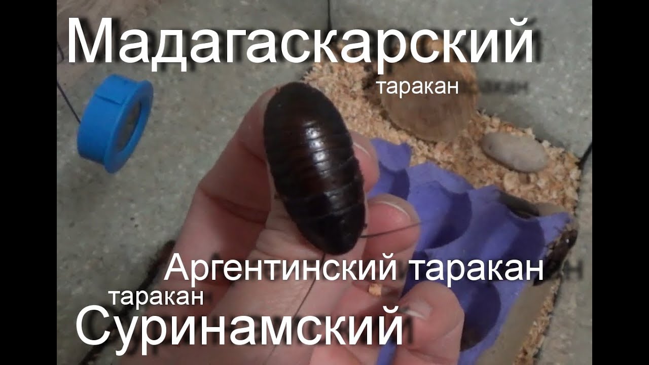 Моя скромная коллекция тараканов!