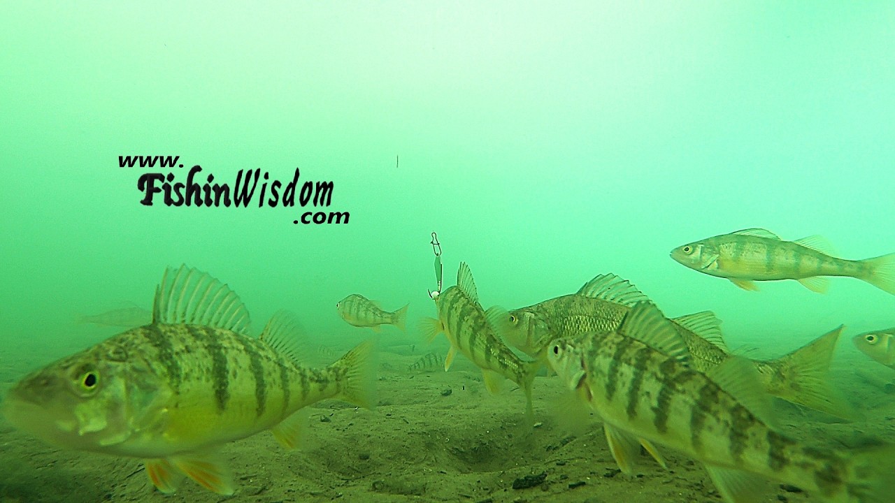 -Fish Reactions 005-